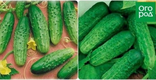 Лучшие сорта и гибриды огурцов для открытого грунта