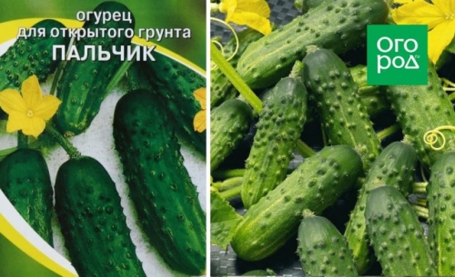 Лучшие сорта и гибриды огурцов без горечи (описание с фото)