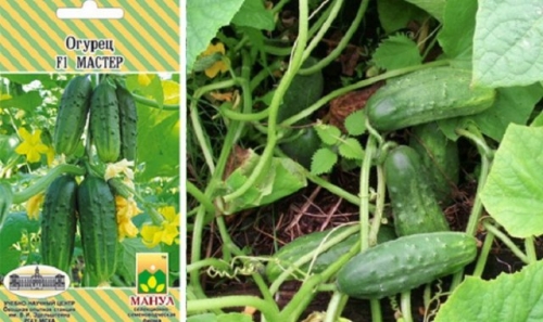 15 лучших сортов и гибридов пучковых огурцов: новинки и проверенные варианты