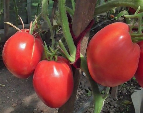 19 гигантов: самые крупноплодные сорта и гибриды томатов