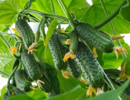 Какие огурцы не боятся мучнистой росы – сорта и гибриды, устойчивые к болезни