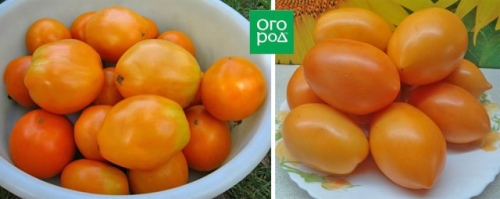 20 самых урожайных сортов томатов для теплицы