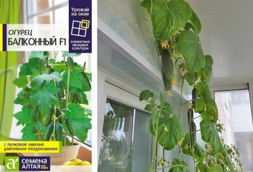 15 лучших сортов и гибридов пучковых огурцов: новинки и проверенные варианты