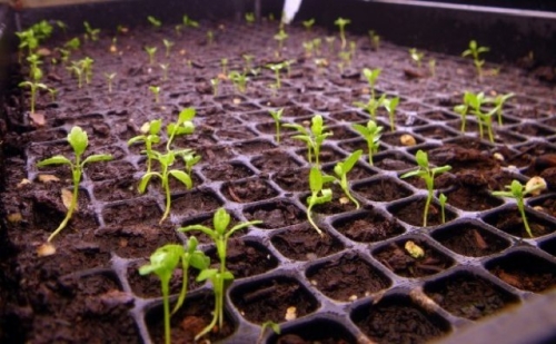 Что посеять в январе, если "чешутся руки"