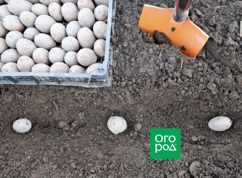 Почему картофель бывает дуплистым