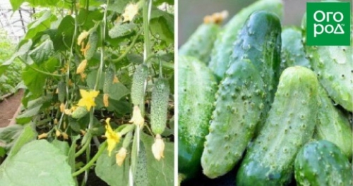 Лучшие сорта и гибриды огурцов для открытого грунта