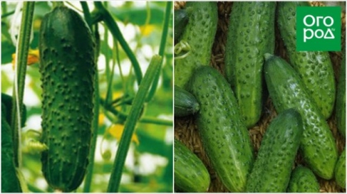 Лучшие сорта и гибриды огурцов для открытого грунта