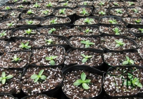 Что посеять в январе, если "чешутся руки"