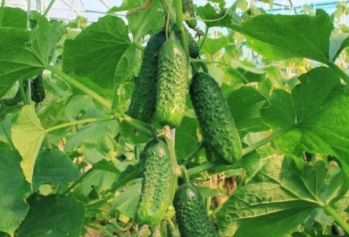 15 лучших сортов и гибридов пучковых огурцов: новинки и проверенные варианты