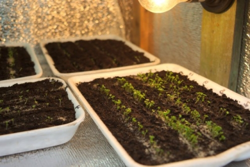 5 покупок для рассады, на которых не стоит экономить