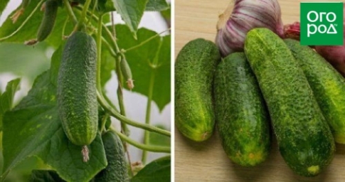 Лучшие сорта и гибриды огурцов для открытого грунта