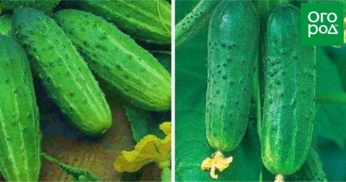 Лучшие сорта и гибриды огурцов для открытого грунта