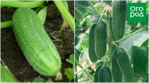 Лучшие сорта и гибриды огурцов для открытого грунта