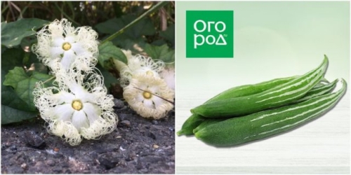 10 необычных овощей, которые легко вырастить в средней полосе