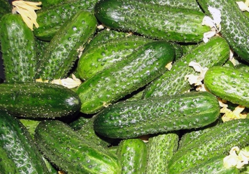 Какие огурцы не боятся мучнистой росы – сорта и гибриды, устойчивые к болезни