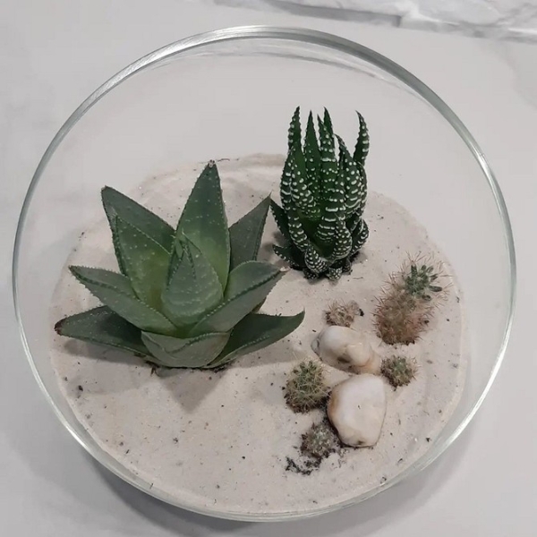 Фитодизайн в интерьере: особенности, общие правила и 6 направлений (70 фото)