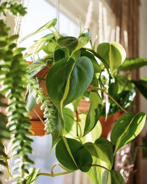 Фитодизайн в интерьере: особенности, общие правила и 6 направлений (70 фото)