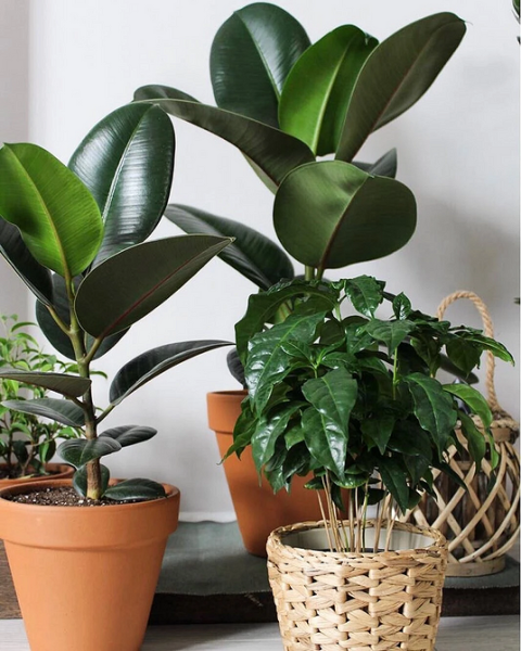 Фитодизайн в интерьере: особенности, общие правила и 6 направлений (70 фото)