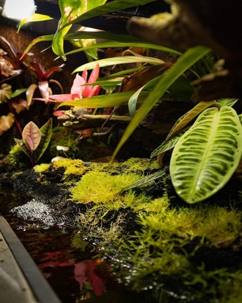 Фитодизайн в интерьере: особенности, общие правила и 6 направлений (70 фото)