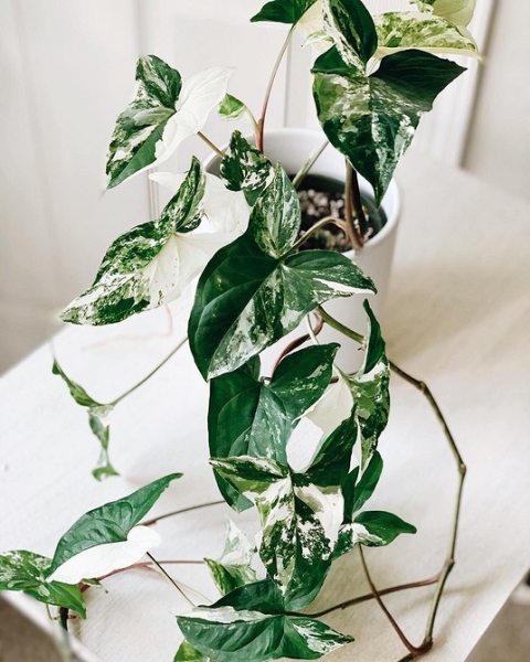 Фитодизайн в интерьере: особенности, общие правила и 6 направлений (70 фото)