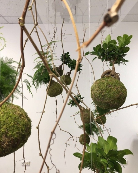 Фитодизайн в интерьере: особенности, общие правила и 6 направлений (70 фото)