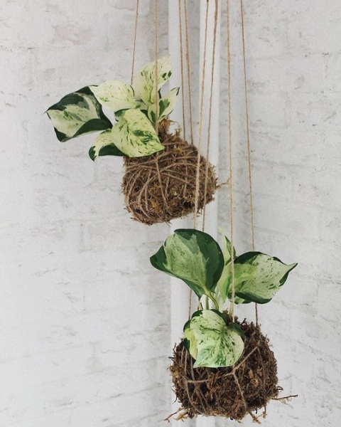 Фитодизайн в интерьере: особенности, общие правила и 6 направлений (70 фото)