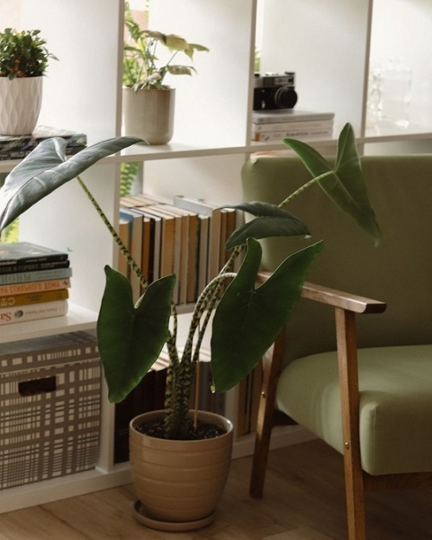 Фитодизайн в интерьере: особенности, общие правила и 6 направлений (70 фото)