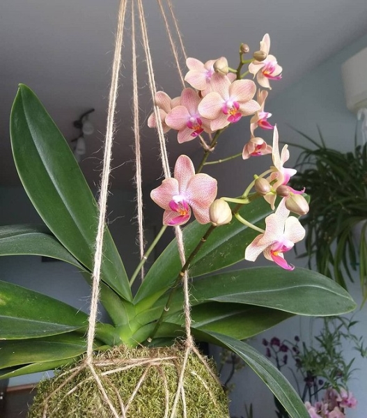 Фитодизайн в интерьере: особенности, общие правила и 6 направлений (70 фото)