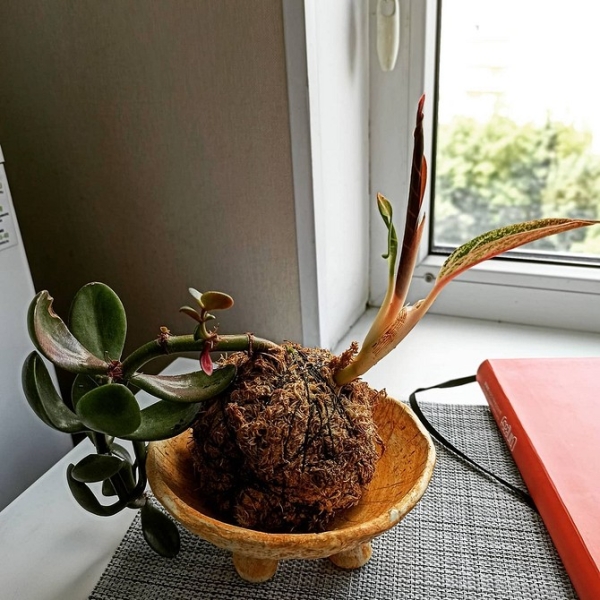 Фитодизайн в интерьере: особенности, общие правила и 6 направлений (70 фото)