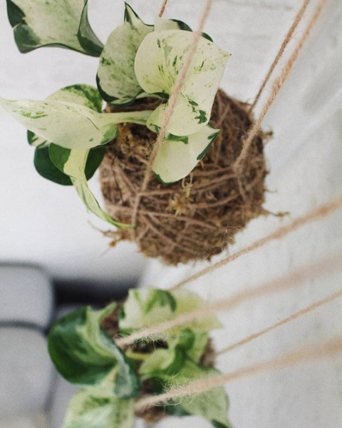 Фитодизайн в интерьере: особенности, общие правила и 6 направлений (70 фото)