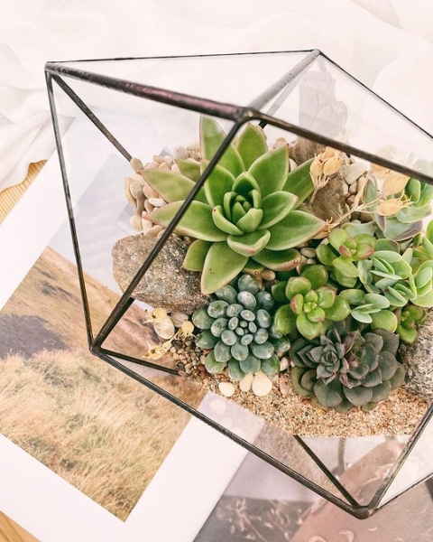 Фитодизайн в интерьере: особенности, общие правила и 6 направлений (70 фото)