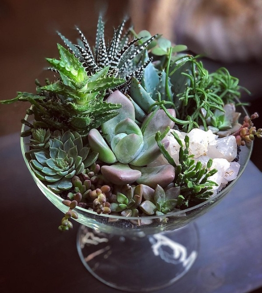 Фитодизайн в интерьере: особенности, общие правила и 6 направлений (70 фото)