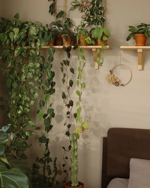 Фитодизайн в интерьере: особенности, общие правила и 6 направлений (70 фото)