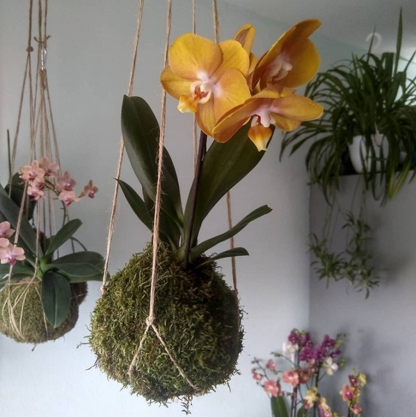 Фитодизайн в интерьере: особенности, общие правила и 6 направлений (70 фото)