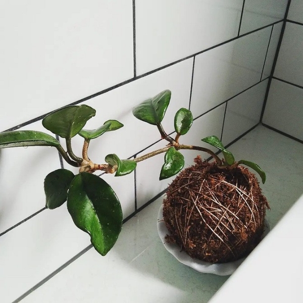 Фитодизайн в интерьере: особенности, общие правила и 6 направлений (70 фото)