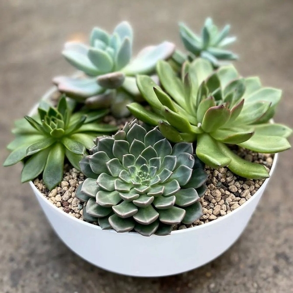 Фитодизайн в интерьере: особенности, общие правила и 6 направлений (70 фото)