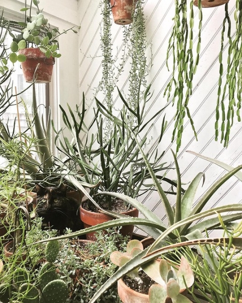 Фитодизайн в интерьере: особенности, общие правила и 6 направлений (70 фото)