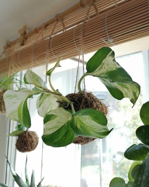 Фитодизайн в интерьере: особенности, общие правила и 6 направлений (70 фото)