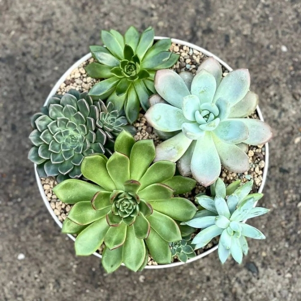 Фитодизайн в интерьере: особенности, общие правила и 6 направлений (70 фото)