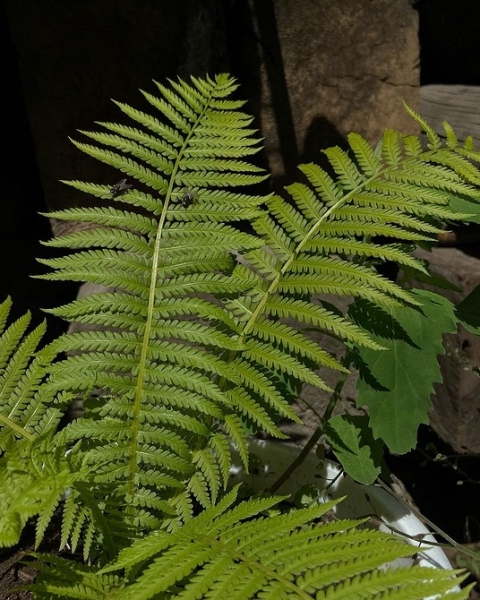 Фитодизайн в интерьере: особенности, общие правила и 6 направлений (70 фото)