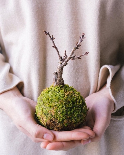 Фитодизайн в интерьере: особенности, общие правила и 6 направлений (70 фото)