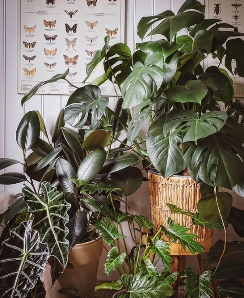 Фитодизайн в интерьере: особенности, общие правила и 6 направлений (70 фото)