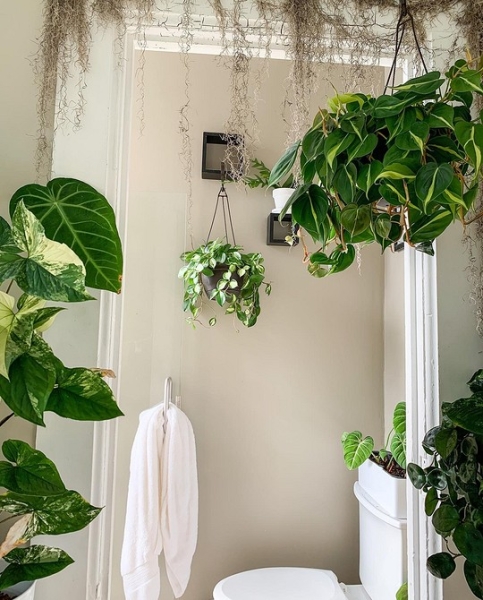 Фитодизайн в интерьере: особенности, общие правила и 6 направлений (70 фото)