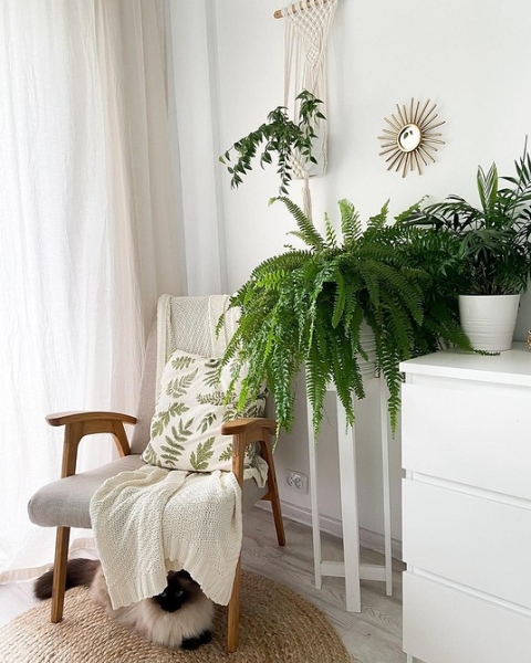 Фитодизайн в интерьере: особенности, общие правила и 6 направлений (70 фото)