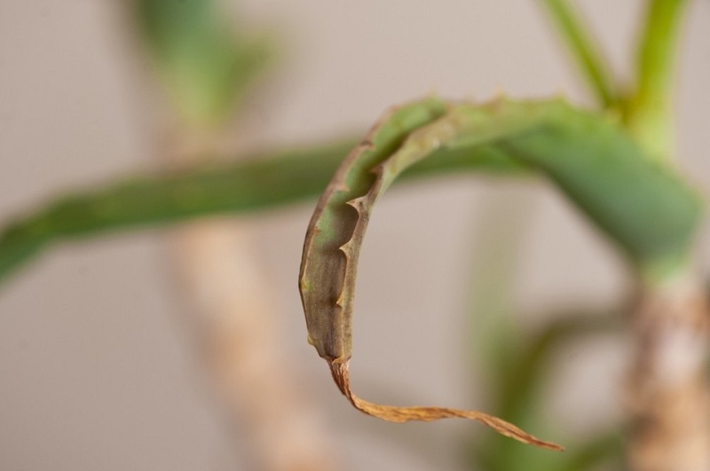 Как спасти алоэ: 8 причин гибели растения и способы, которые помогут