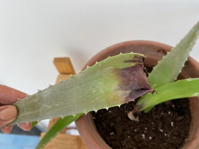 Как спасти алоэ: 8 причин гибели растения и способы, которые помогут