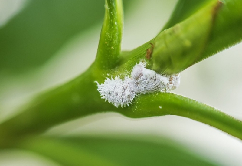 Как спасти алоэ: 8 причин гибели растения и способы, которые помогут