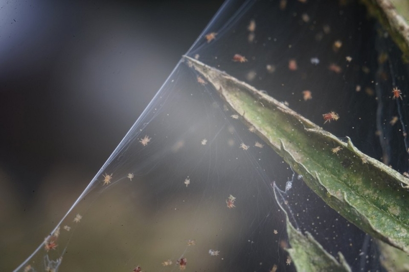 Как спасти алоэ: 8 причин гибели растения и способы, которые помогут