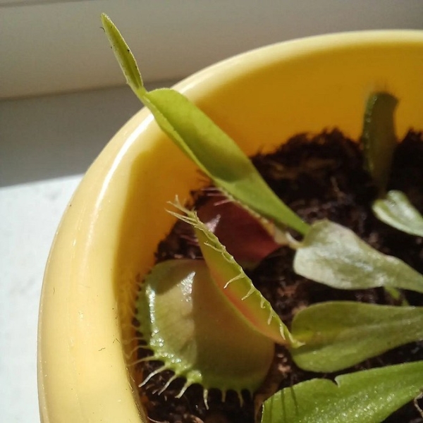 Растение мухоловка: выращиваем хищный цветок дома