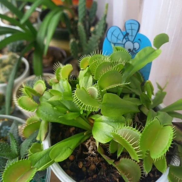 Растение мухоловка: выращиваем хищный цветок дома
